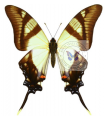 Eurytides serville