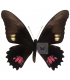 PAPILIONIDAE