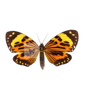 Arctiidae Chetone histrio