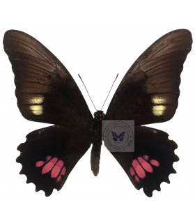 PAPILIONIDAE