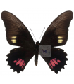 Heraclides P.anchisiades
