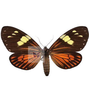 Arctiidae Chetone ithrana