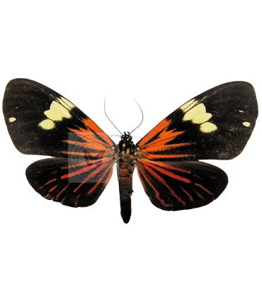 Arctiidae Chetone ithrana