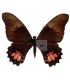 PAPILIONIDAE