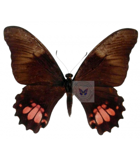 PAPILIONIDAE