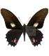 PAPILIONIDAE