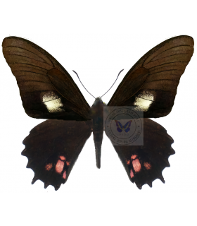 PAPILIONIDAE