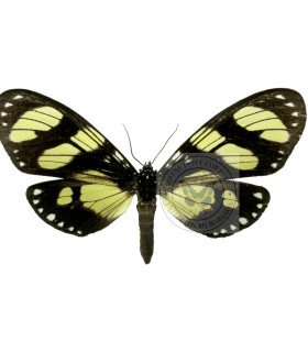 Arctiidae Notophyson heliconides