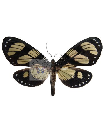 Arctiidae Notophyson heliconides