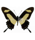 PAPILIONIDAE