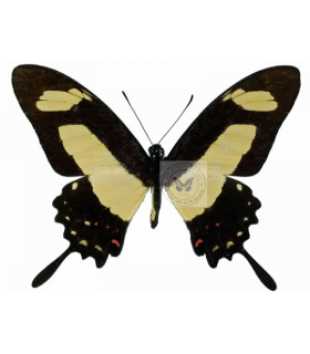 PAPILIONIDAE