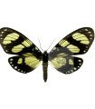 Notophyson heliconides A.1/A.1-
