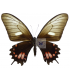 PAPILIONIDAE