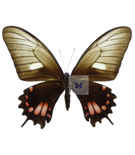 PAPILIONIDAE
