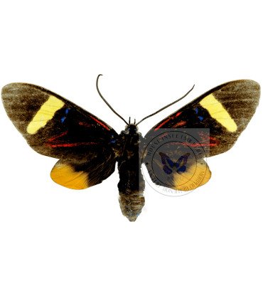 Arctiidae  Histioea magistrae