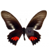 PAPILIONIDAE