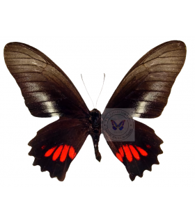 PAPILIONIDAE
