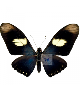 PAPILIONIDAE