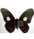 PAPILIONIDAE