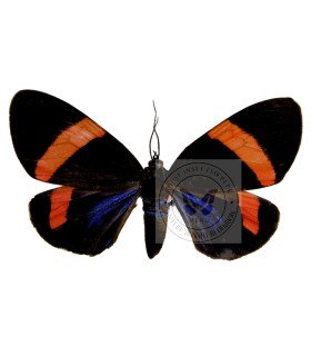 Arctiidae Hypocrita chalybea