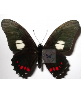 PAPILIONIDAE
