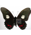 Mimoides E. X.harmodius