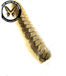 scorpionidae