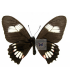 PAPILIONIDAE