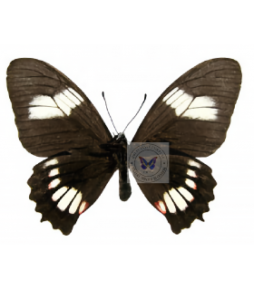 PAPILIONIDAE
