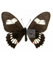 Mimoides E. X.harmodius(F)