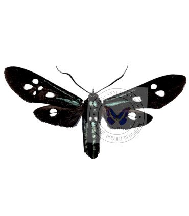 Arctiidae Calonotos chalcipleura