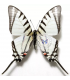 PAPILIONIDAE