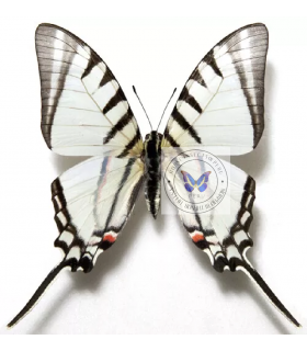 PAPILIONIDAE