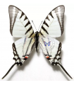 Neographium E. agesilaus