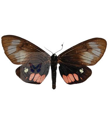 Arctiidae  Dysschemma tricolora