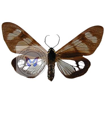 Arctiidae  Dysschemma tricolora