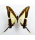 PAPILIONIDAE