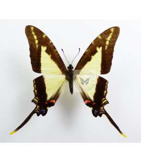 PAPILIONIDAE