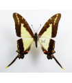 Neographium E. dioxippus diores