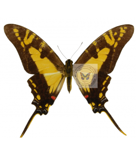PAPILIONIDAE