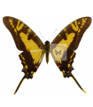 Neographium E. thyastes