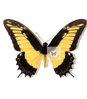 PAPILIONIDAE