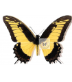 Papilio H. androgeus