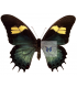 PAPILIONIDAE