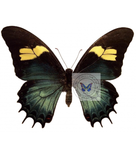 PAPILIONIDAE