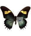 Papilio H. androgeus(F)