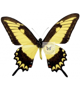 PAPILIONIDAE