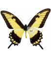 Papilio (Heraclides) astyalus phanias