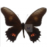 PAPILIONIDAE