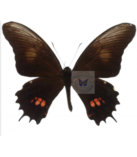 PAPILIONIDAE
